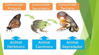 Consumidor
Primario
Consumidor
Secundario
Consumidor
Terciario
Animal
Herbívoro
Animal
Carnívoro
Animal
Depredador
 