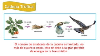 Cadena Trófica
El número de eslabones de la cadena es limitado, no
más de cuatro o cinco, esto se debe a la gran perdida
de energía en la transmisión.
 