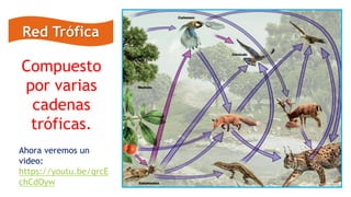 Red Trófica
Compuesto
por varias
cadenas
tróficas.
Ahora veremos un
video:
https://youtu.be/qrcE
chCdOyw
 