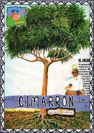 Cimarrón Nº 4 - Raíz de Jacarandá