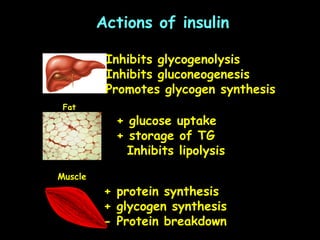 Actions of insulin
Inhibits glycogenolysis
Inhibits gluconeogenesis
Promotes glycogen synthesis
Fat
+ glucose uptake
+ storage of TG
Inhibits lipolysis
Muscle
+ protein synthesis
+ glycogen synthesis
- Protein breakdown
 