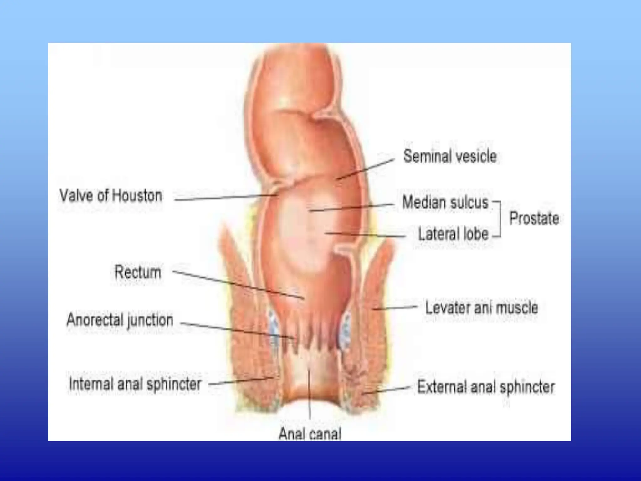 N544- Physical Assessment of the Male GU System, Anus, Rectum and ...