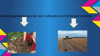 suelos agotados cuando son cultivados en forma permanente. 
 