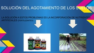 SOLUCIÓN DEL AGOTAMIENTO DE LOS SUELOS 
LA SOLUCIÓN A ESTOS PROBLEMAS ES LA INCORPORACIÓN DE NUTRIENTES 
ARTIFICIALES (FERTILIZANTES) 
 