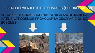 EL AGOTAMIENTO DE LOS BOSQUES (DEFORESTACIÓN) 
SI LA EXPLOTACIÓN FORESTAL SE REALIZA DE MANERA 
INTENSIVA PODEMOS PROVOCAR LA DESAPARICIÓN DE 
BOSQUES. 
 
