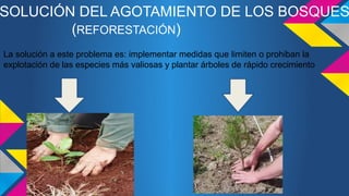 SOLUCIÓN DEL AGOTAMIENTO DE LOS BOSQUES 
(REFORESTACIÓN) 
La solución a este problema es: implementar medidas que limiten o prohiban la 
explotación de las especies más valiosas y plantar árboles de rápido crecimiento 
 