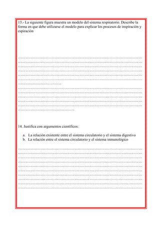 13.- La siguiente figura muestra un modelo del sistema respiratorio. Describe la
forma en que debe utilizarse el modelo pa...