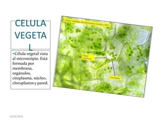 02/02/2016
CELULA
VEGETA
LCélula vegetal vista
al microscópio. Está
formada por
membrana,
orgánulos,
citoplasma, núcle0,
cloroplastos y pared.
 
