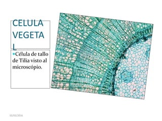 02/02/2016
CELULA
VEGETA
L
Célula de tallo
de Tilia visto al
microscópio.
 