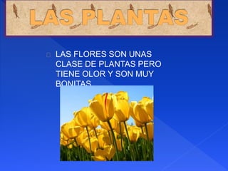 LAS FLORES SON UNAS
CLASE DE PLANTAS PERO
TIENE OLOR Y SON MUY
BONITAS
 