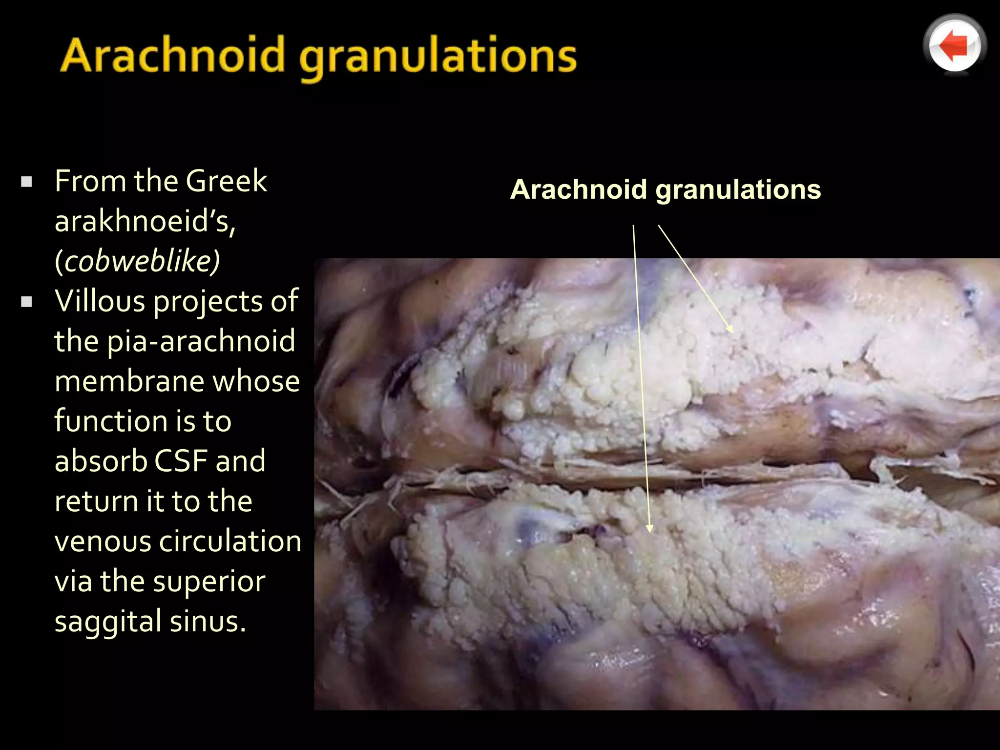    From the Greek        Arachnoid granulations
    arakhnoeid’s,
    (cobweblike)
   Villous projects of
    the pia-arachnoid
    membrane whose
    function is to
    absorb CSF and
    return it to the
    venous circulation
    via the superior
    saggital sinus.
 