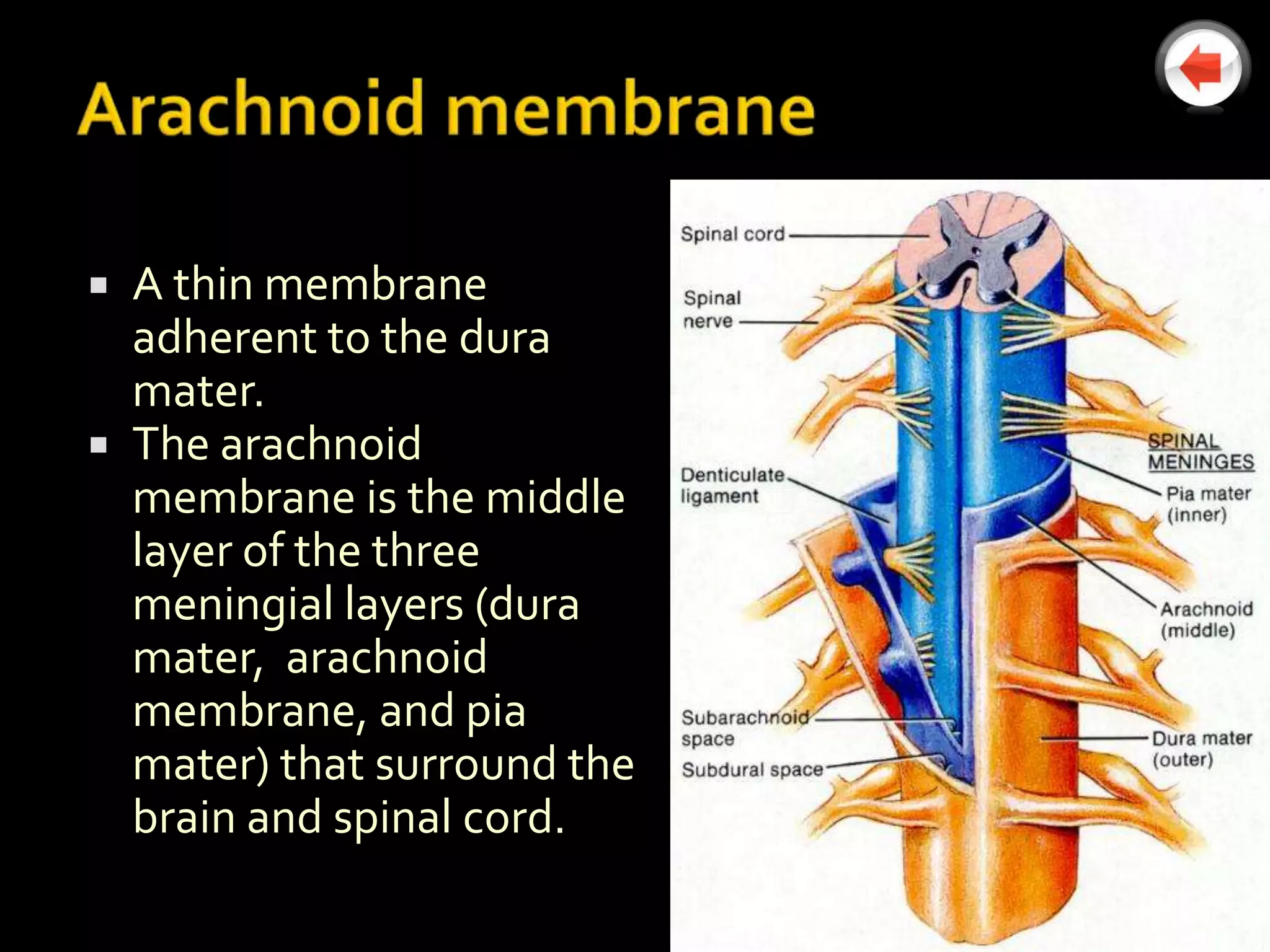  A thin membrane
  adherent to the dura
  mater.
 The arachnoid
  membrane is the middle
  layer of the three
  meningial layers (dura
  mater, arachnoid
  membrane, and pia
  mater) that surround the
  brain and spinal cord.
 