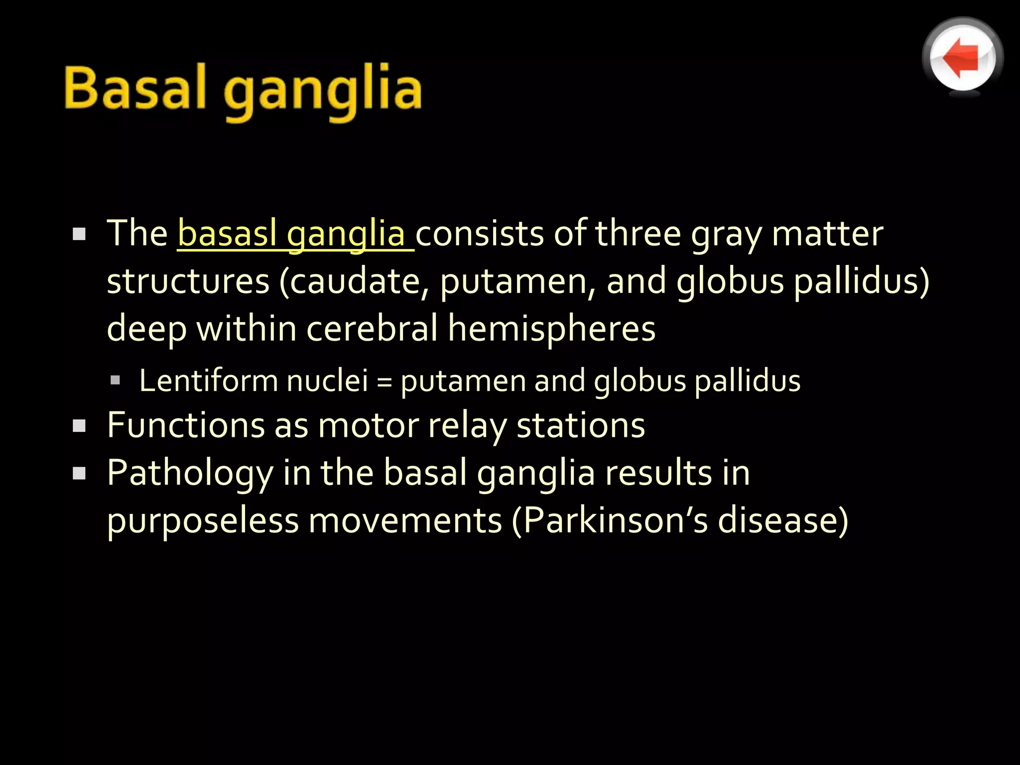    The basasl ganglia consists of three gray matter
    structures (caudate, putamen, and globus pallidus)
    deep within cerebral hemispheres
     Lentiform nuclei = putamen and globus pallidus
   Functions as motor relay stations
   Pathology in the basal ganglia results in
    purposeless movements (Parkinson’s disease)
 