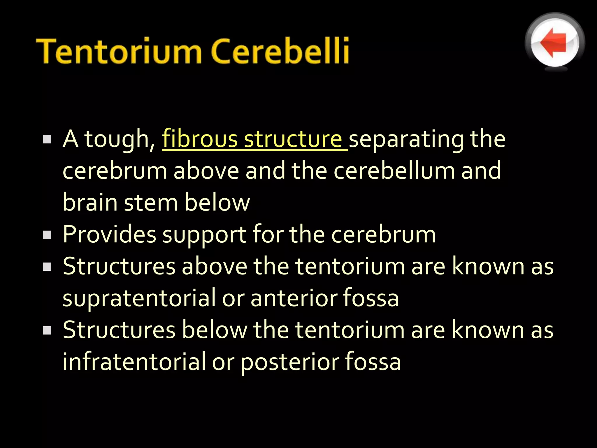    A tough, fibrous structure separating the
    cerebrum above and the cerebellum and
    brain stem below
   Provides support for the cerebrum
   Structures above the tentorium are known as
    supratentorial or anterior fossa
   Structures below the tentorium are known as
    infratentorial or posterior fossa
 