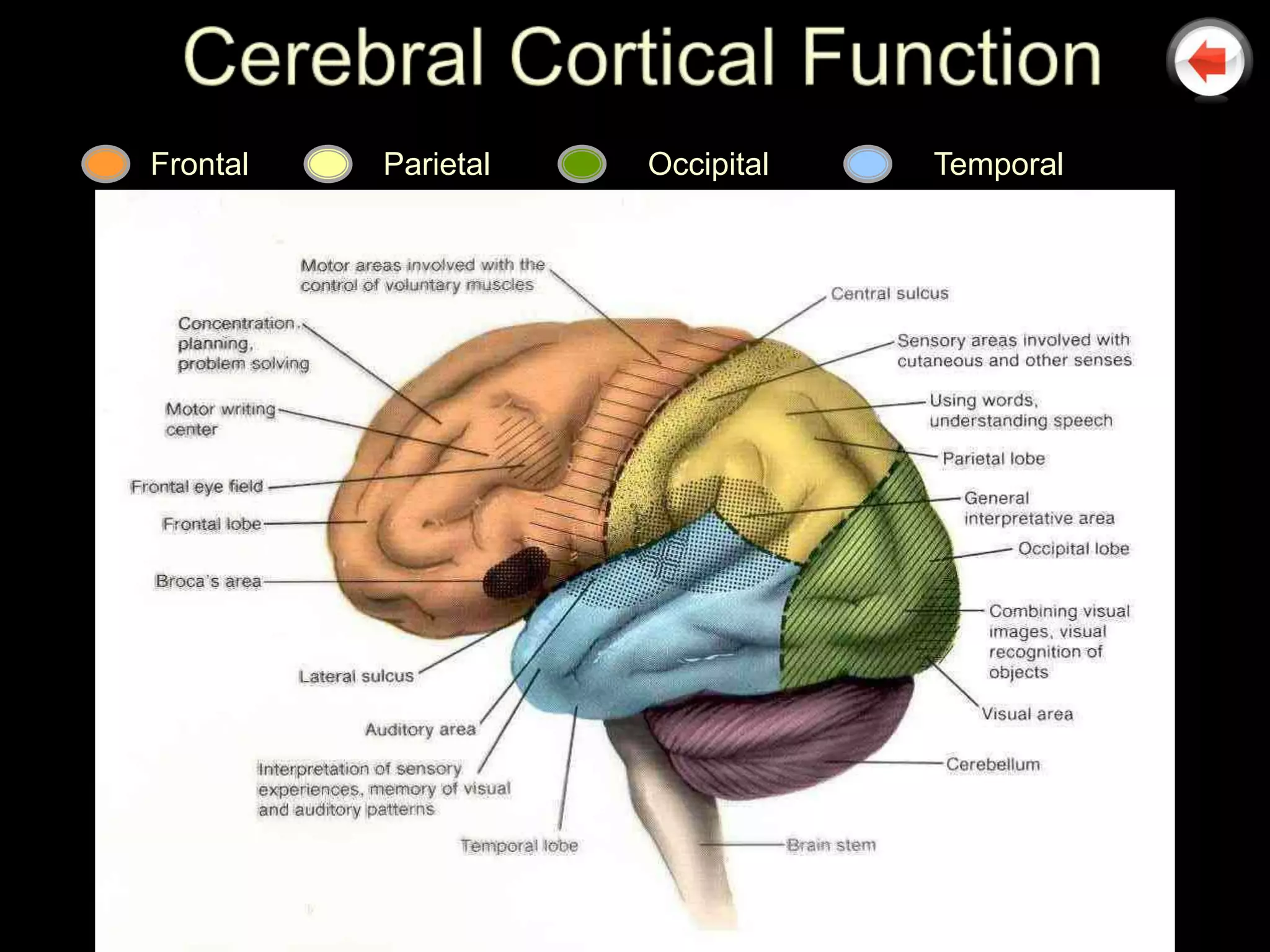 Frontal   Parietal   Occipital   Temporal
 