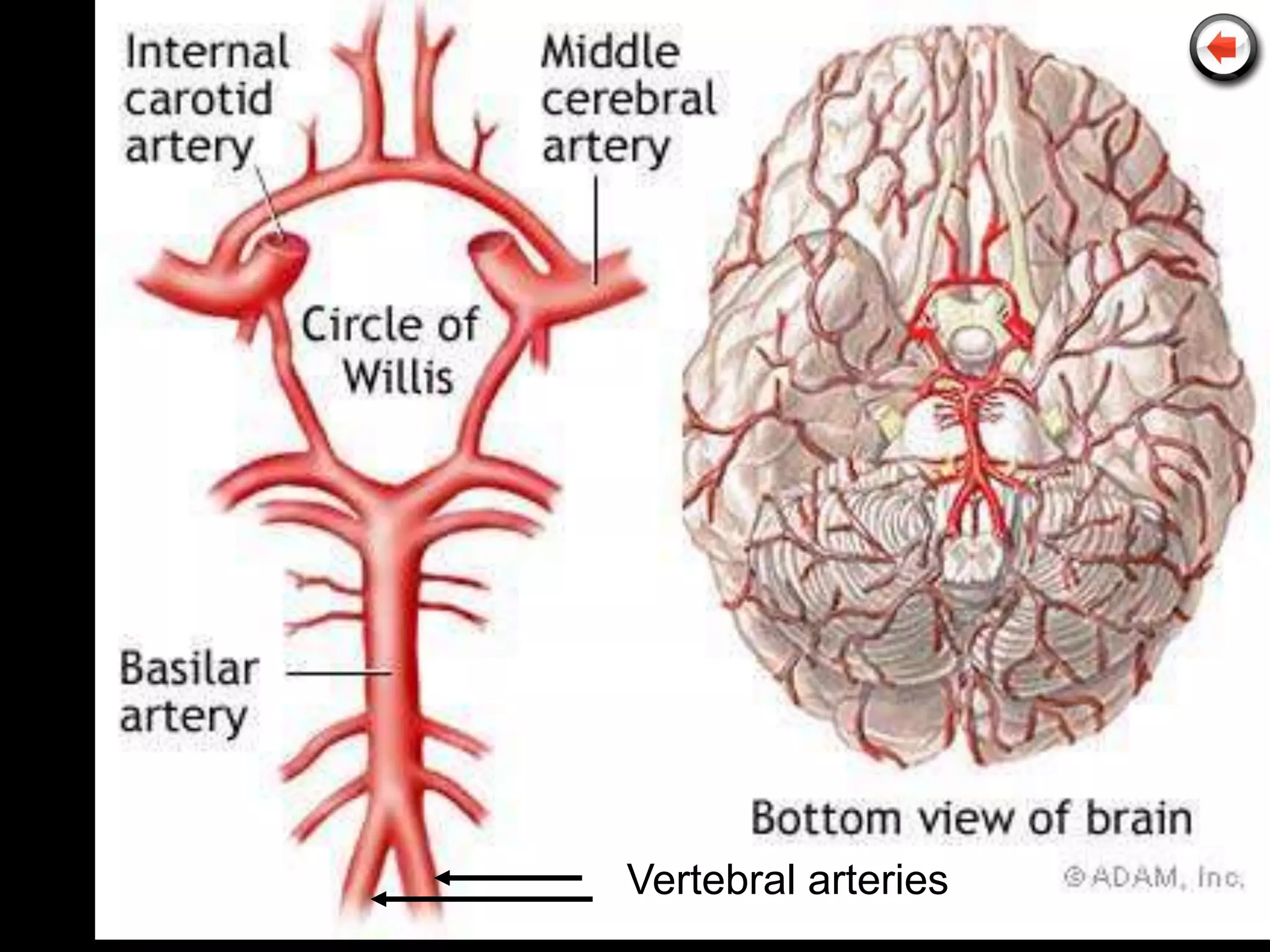 Vertebral arteries
 