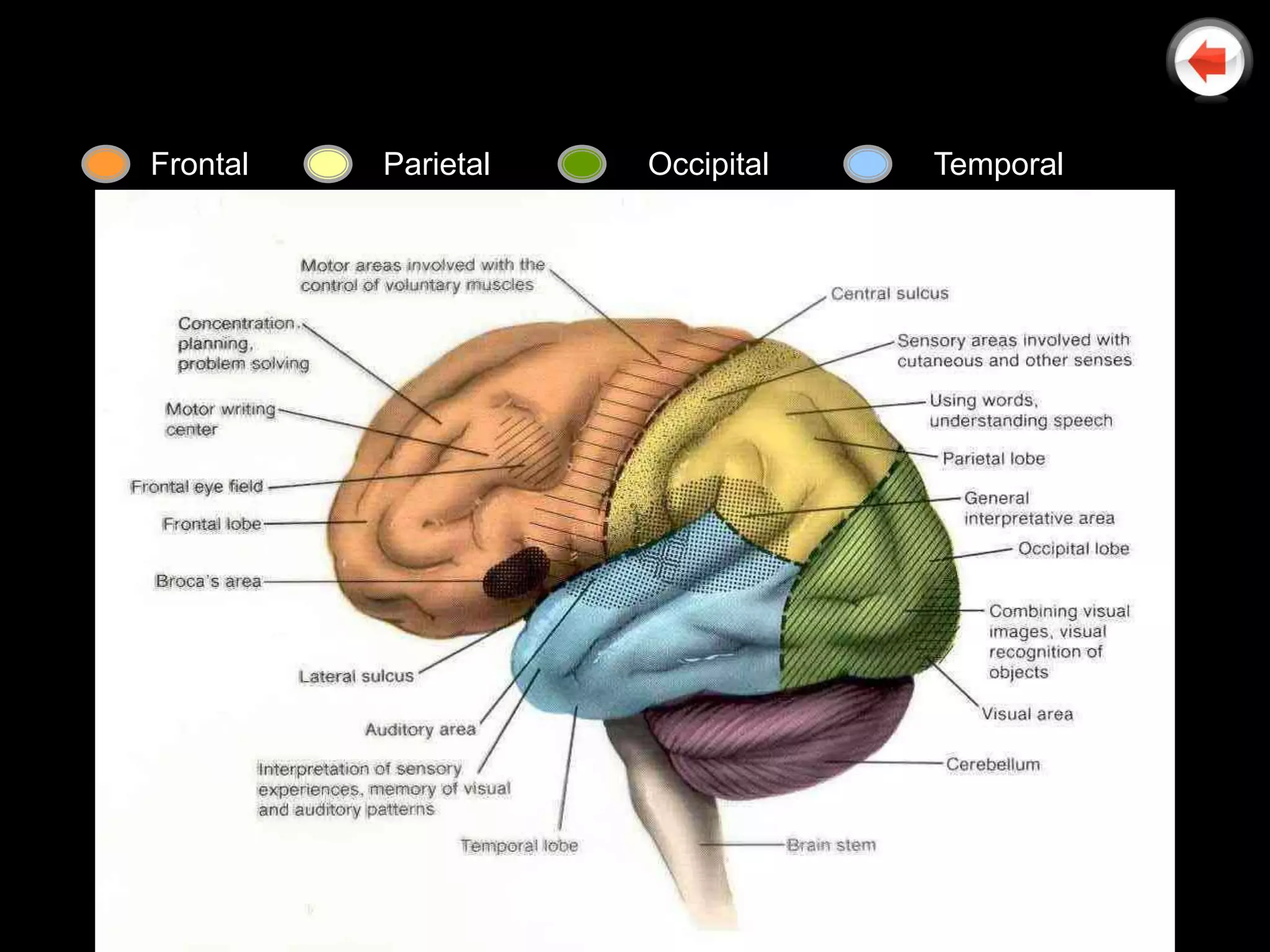 Frontal   Parietal   Occipital   Temporal
 
