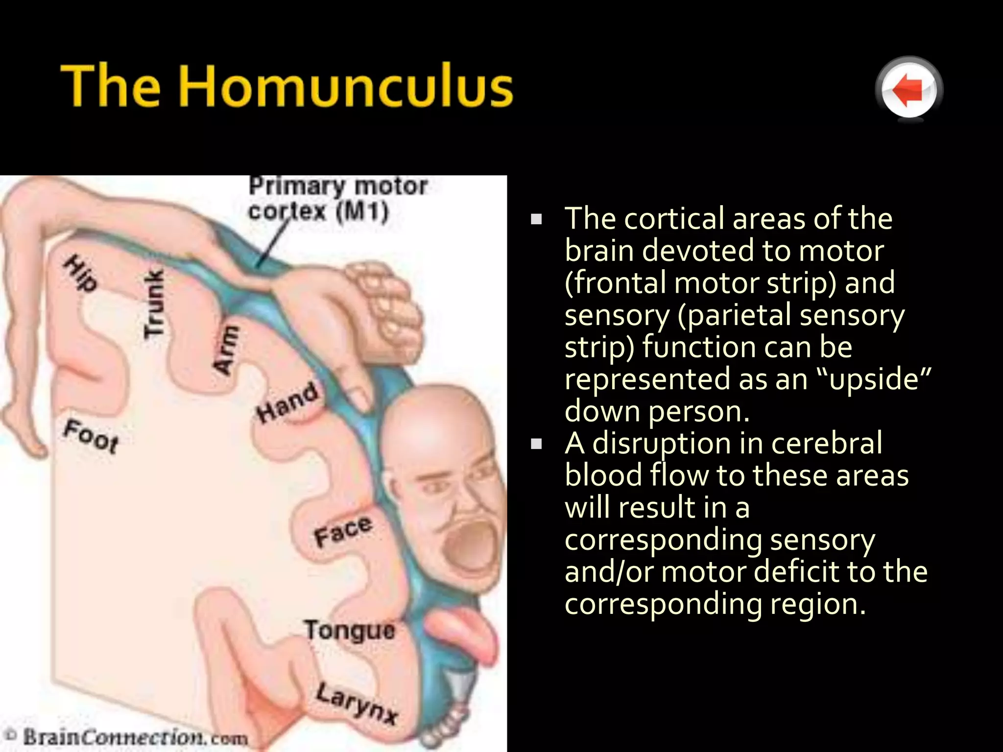  The cortical areas of the
  brain devoted to motor
  (frontal motor strip) and
  sensory (parietal sensory
  strip) function can be
  represented as an “upside”
  down person.
 A disruption in cerebral
  blood flow to these areas
  will result in a
  corresponding sensory
  and/or motor deficit to the
  corresponding region.
 
