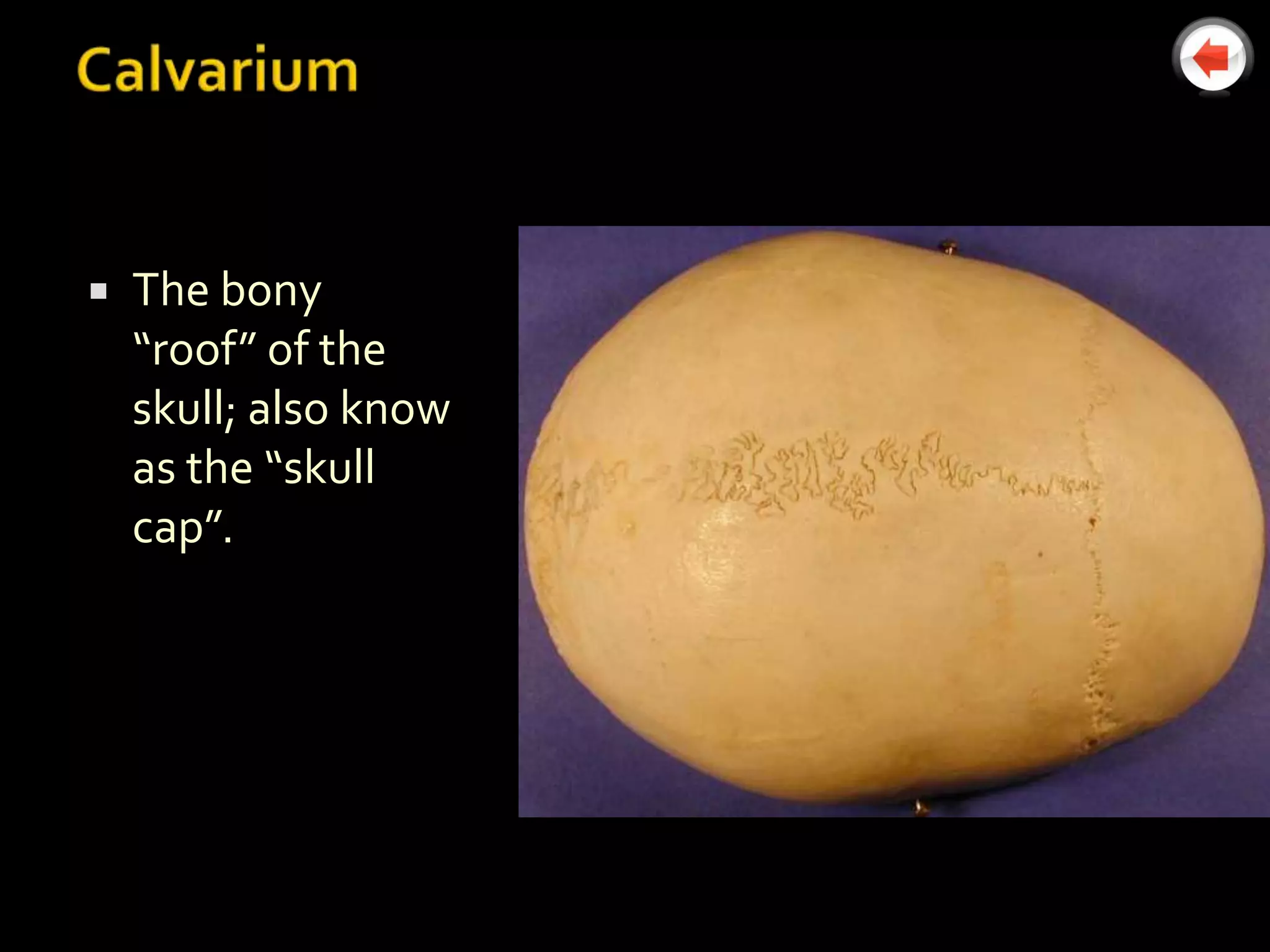    The bony
    “roof” of the
    skull; also know
    as the “skull
    cap”.
 