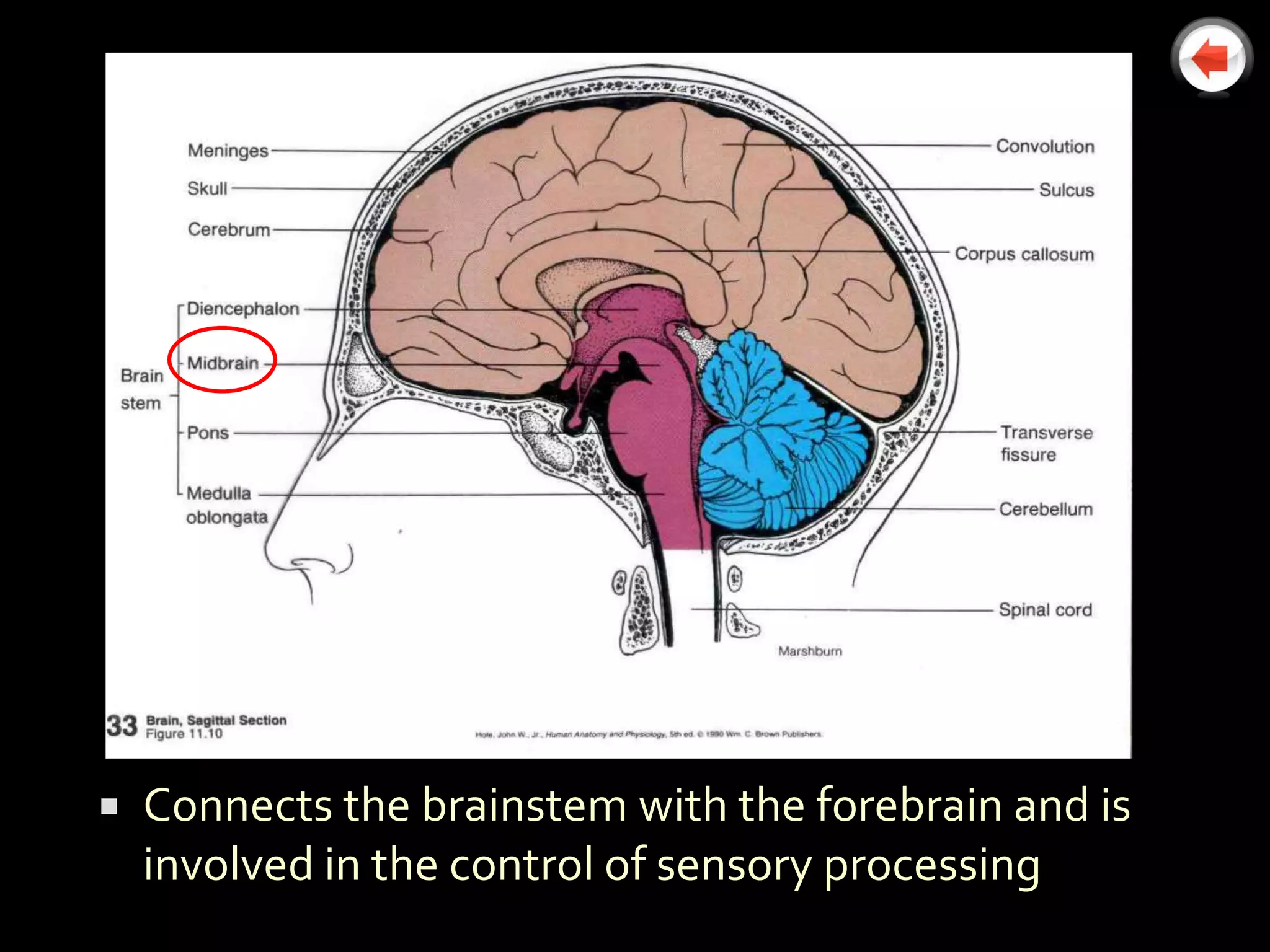    Connects the brainstem with the forebrain and is
    involved in the control of sensory processing
 