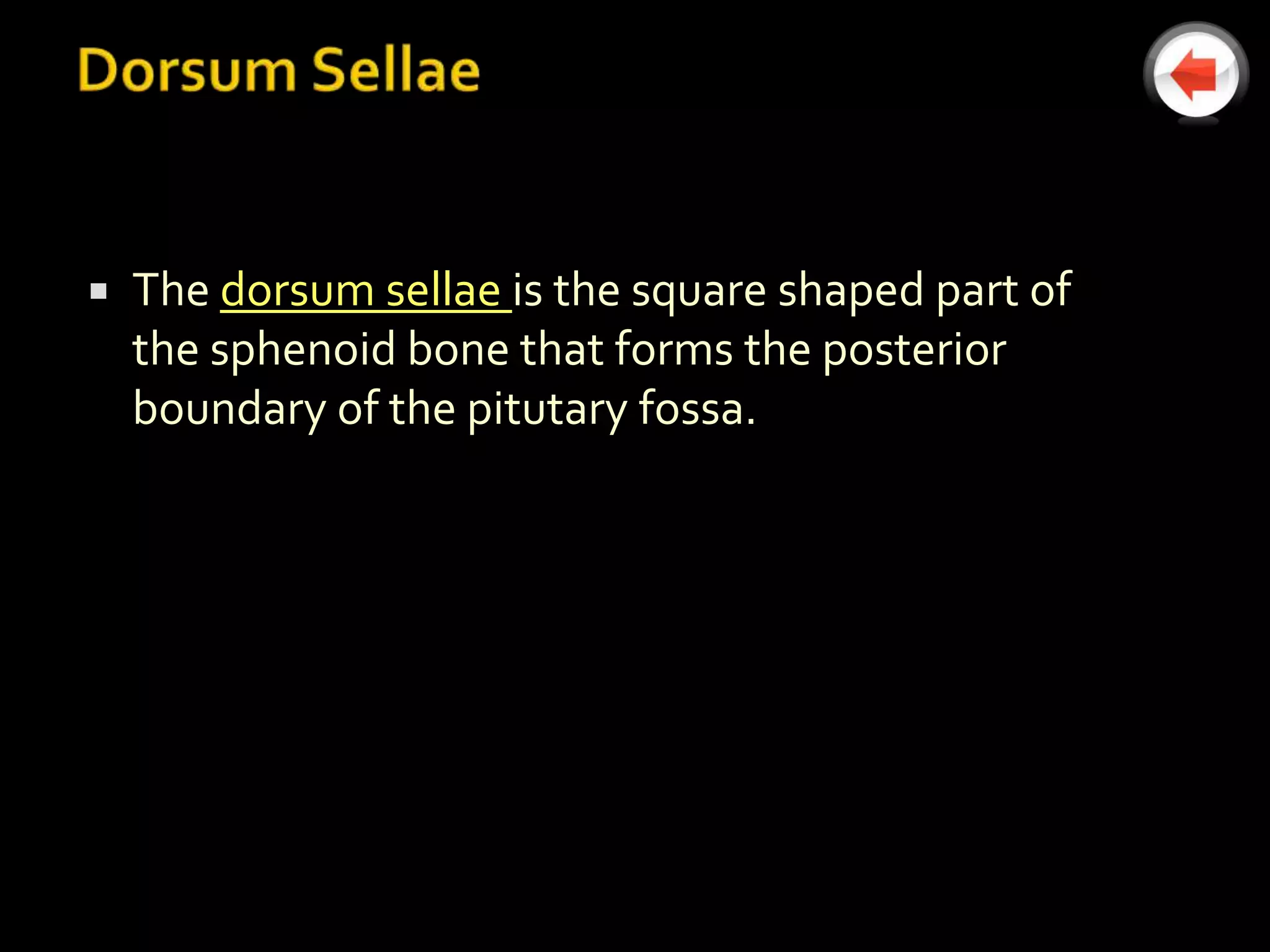    The dorsum sellae is the square shaped part of
    the sphenoid bone that forms the posterior
    boundary of the pitutary fossa.
 