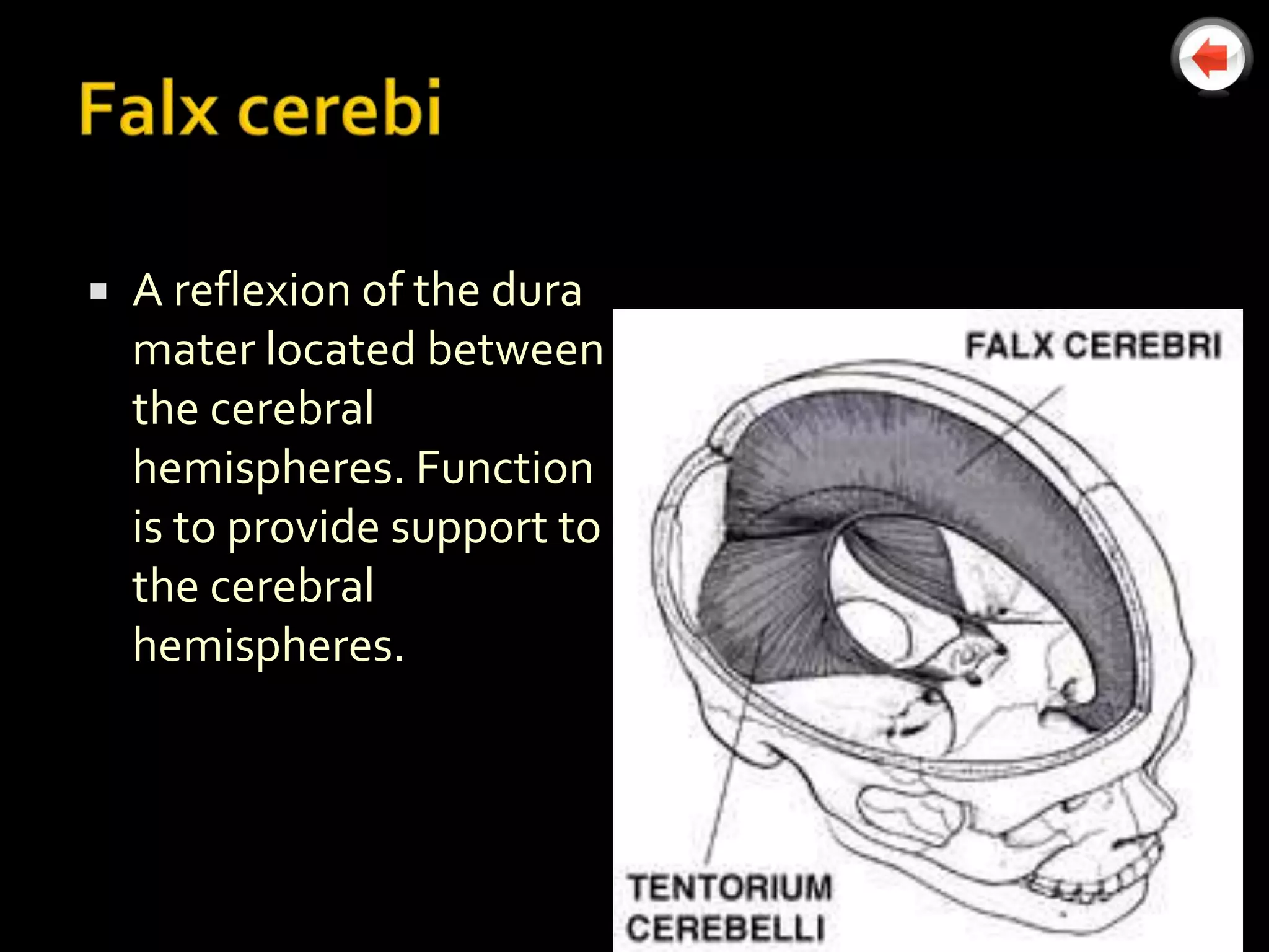    A reflexion of the dura
    mater located between
    the cerebral
    hemispheres. Function
    is to provide support to
    the cerebral
    hemispheres.
 