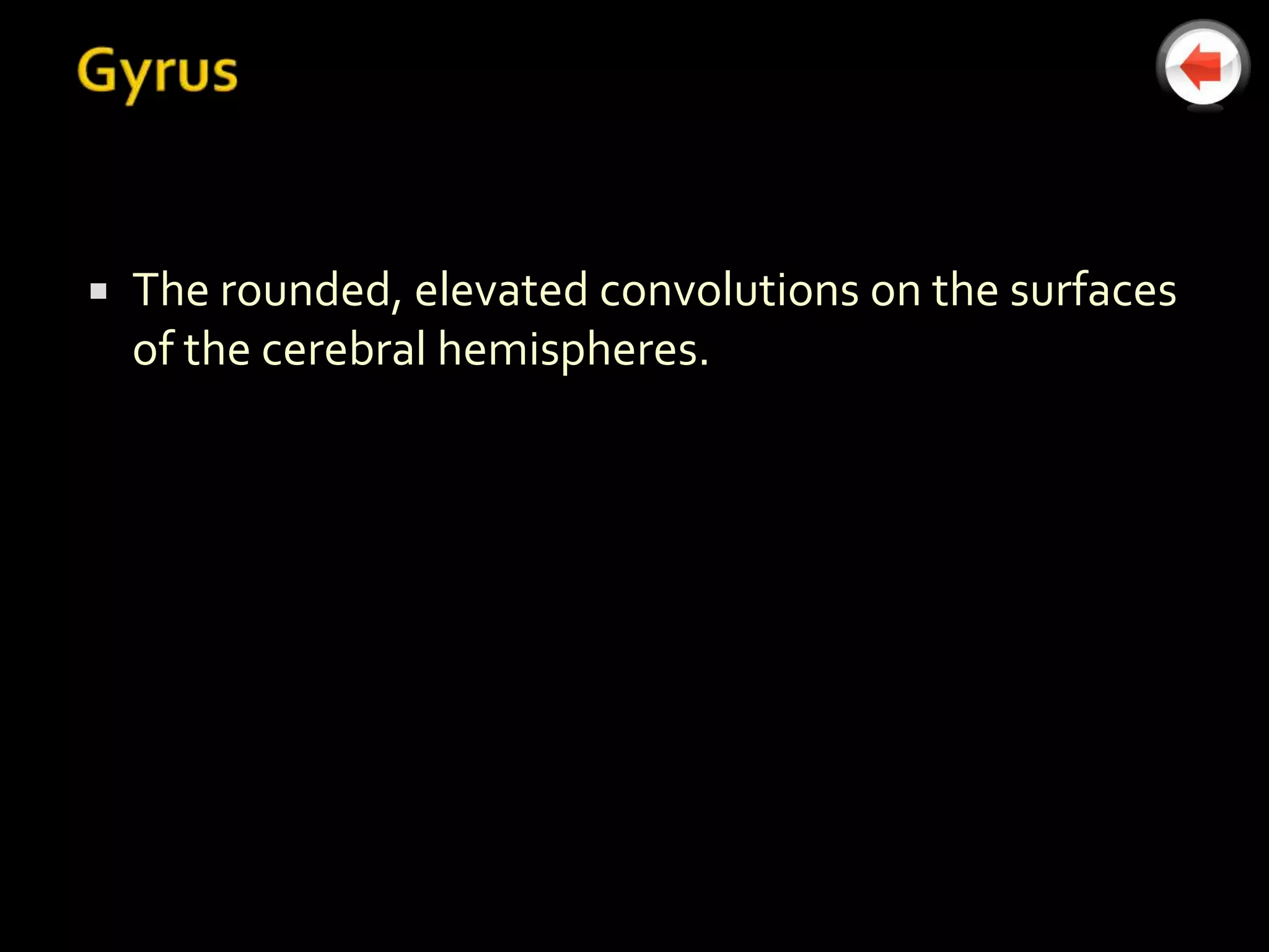    The rounded, elevated convolutions on the surfaces
    of the cerebral hemispheres.
 