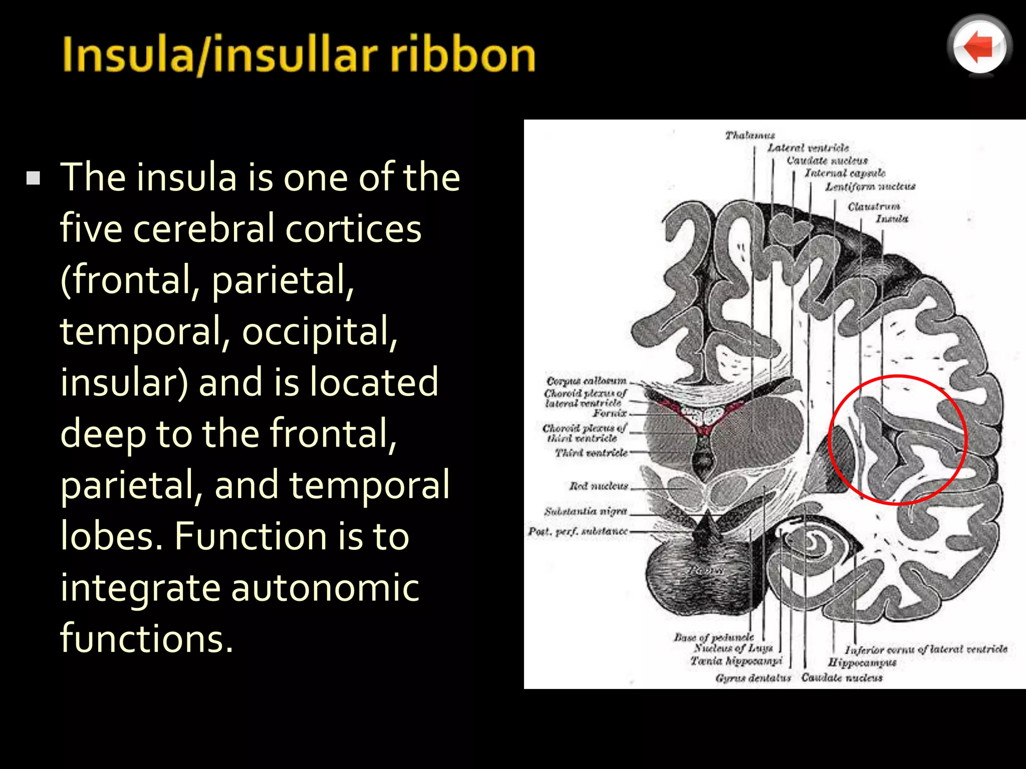    The insula is one of the
    five cerebral cortices
    (frontal, parietal,
    temporal, occipital,
    insular) and is located
    deep to the frontal,
    parietal, and temporal
    lobes. Function is to
    integrate autonomic
    functions.
 