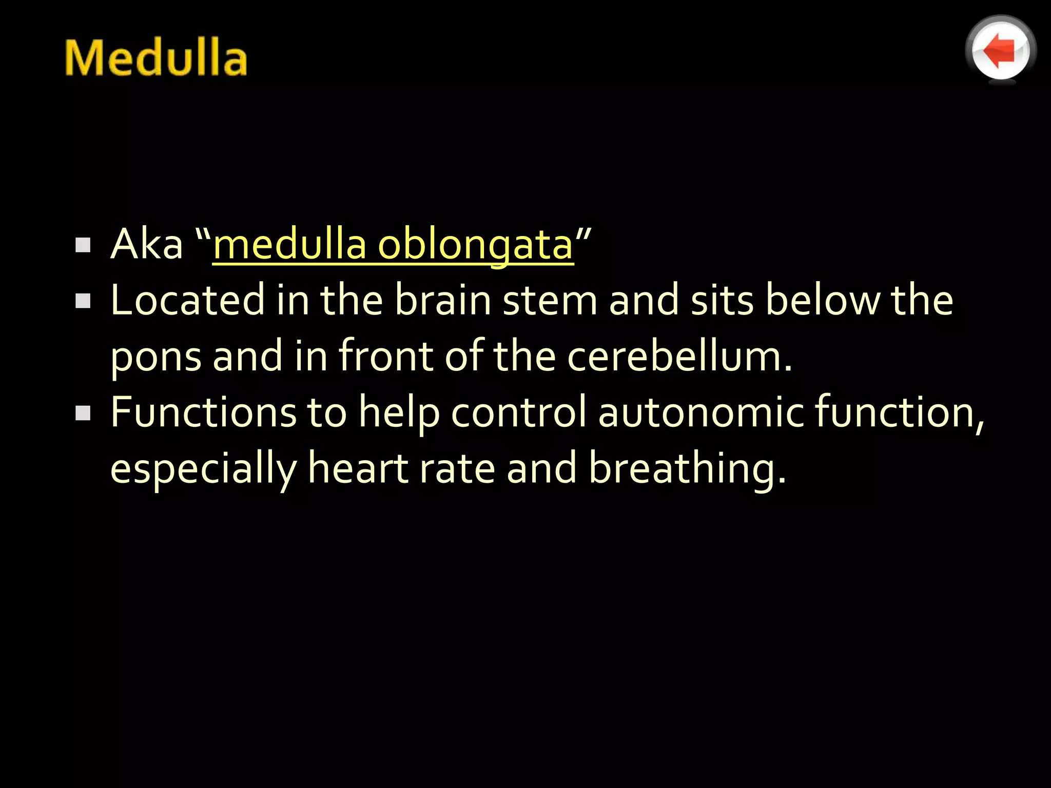    Aka “medulla oblongata”
   Located in the brain stem and sits below the
    pons and in front of the cerebellum.
   Functions to help control autonomic function,
    especially heart rate and breathing.
 