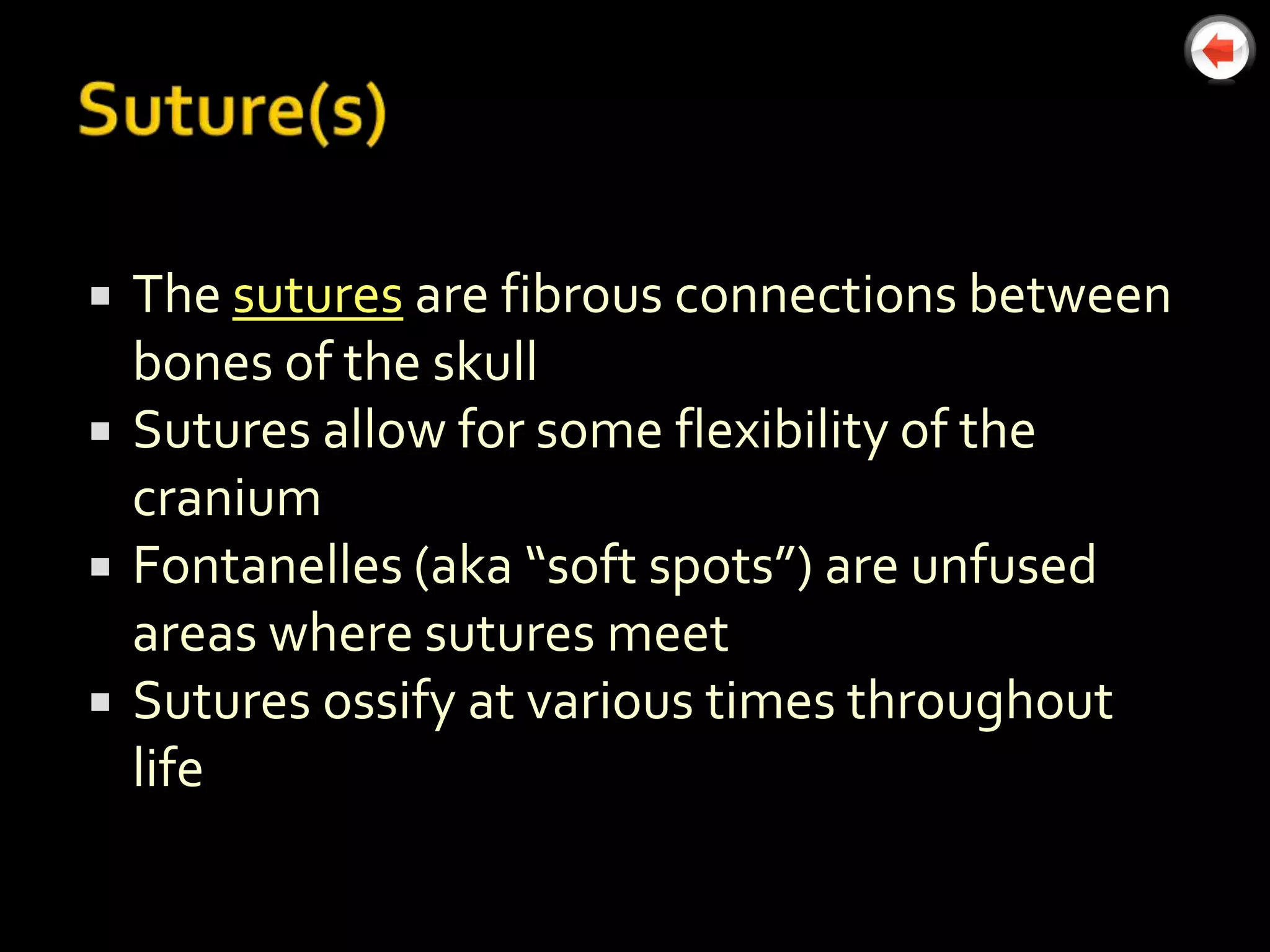    The sutures are fibrous connections between
    bones of the skull
   Sutures allow for some flexibility of the
    cranium
   Fontanelles (aka “soft spots”) are unfused
    areas where sutures meet
   Sutures ossify at various times throughout
    life
 