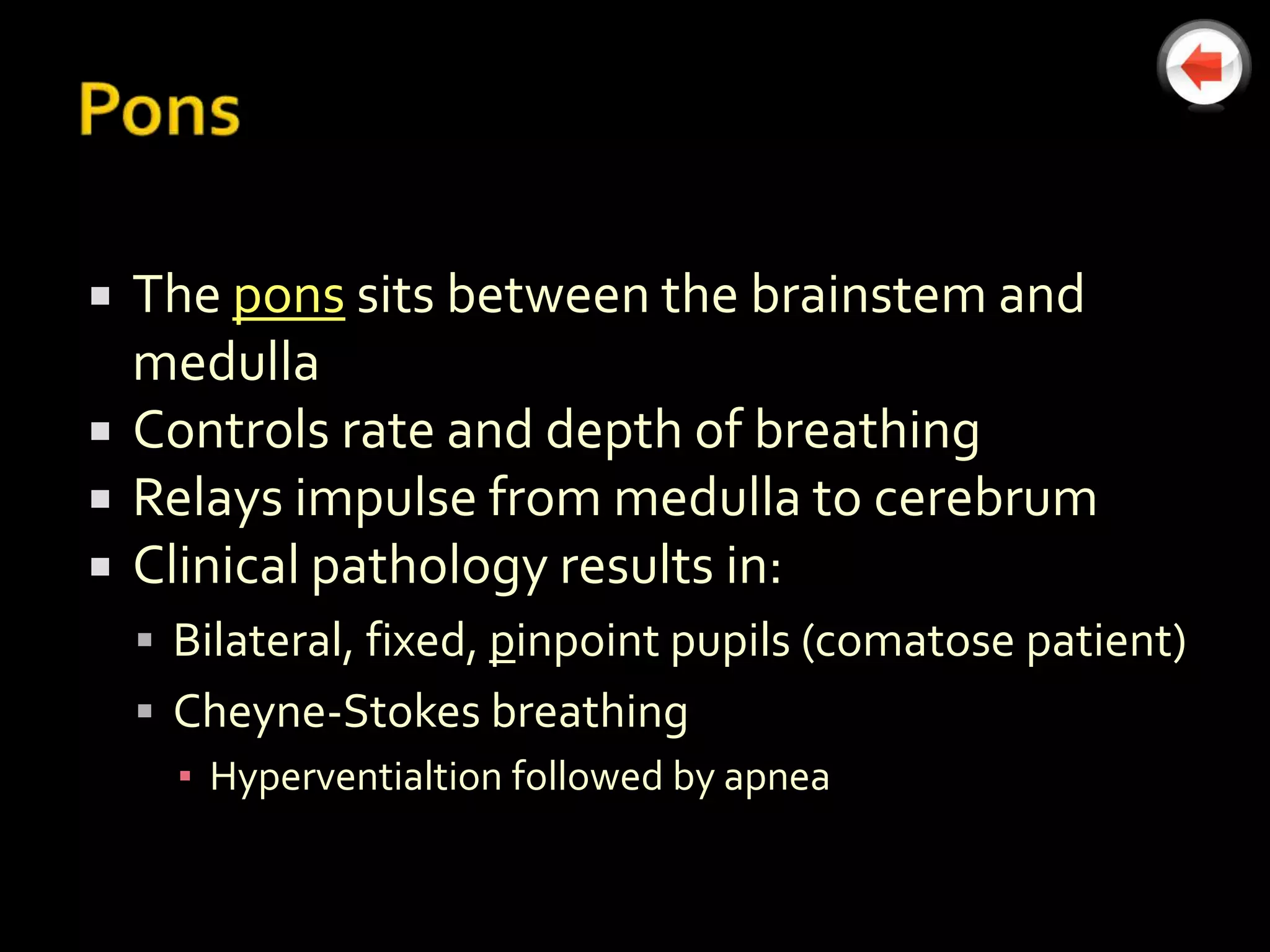    The pons sits between the brainstem and
    medulla
   Controls rate and depth of breathing
   Relays impulse from medulla to cerebrum
   Clinical pathology results in:
     Bilateral, fixed, pinpoint pupils (comatose patient)
     Cheyne-Stokes breathing
      ▪ Hyperventialtion followed by apnea
 