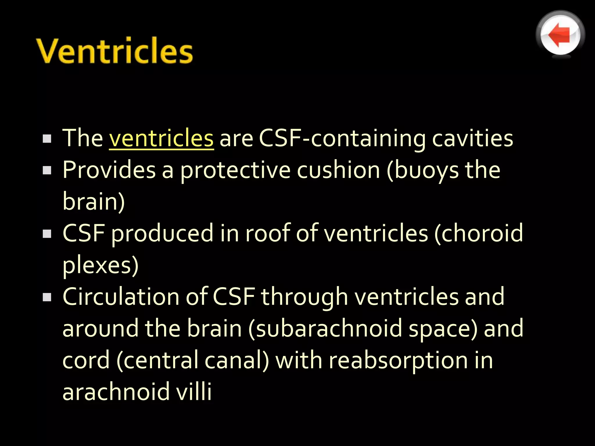    The ventricles are CSF-containing cavities
   Provides a protective cushion (buoys the
    brain)
   CSF produced in roof of ventricles (choroid
    plexes)
   Circulation of CSF through ventricles and
    around the brain (subarachnoid space) and
    cord (central canal) with reabsorption in
    arachnoid villi
 