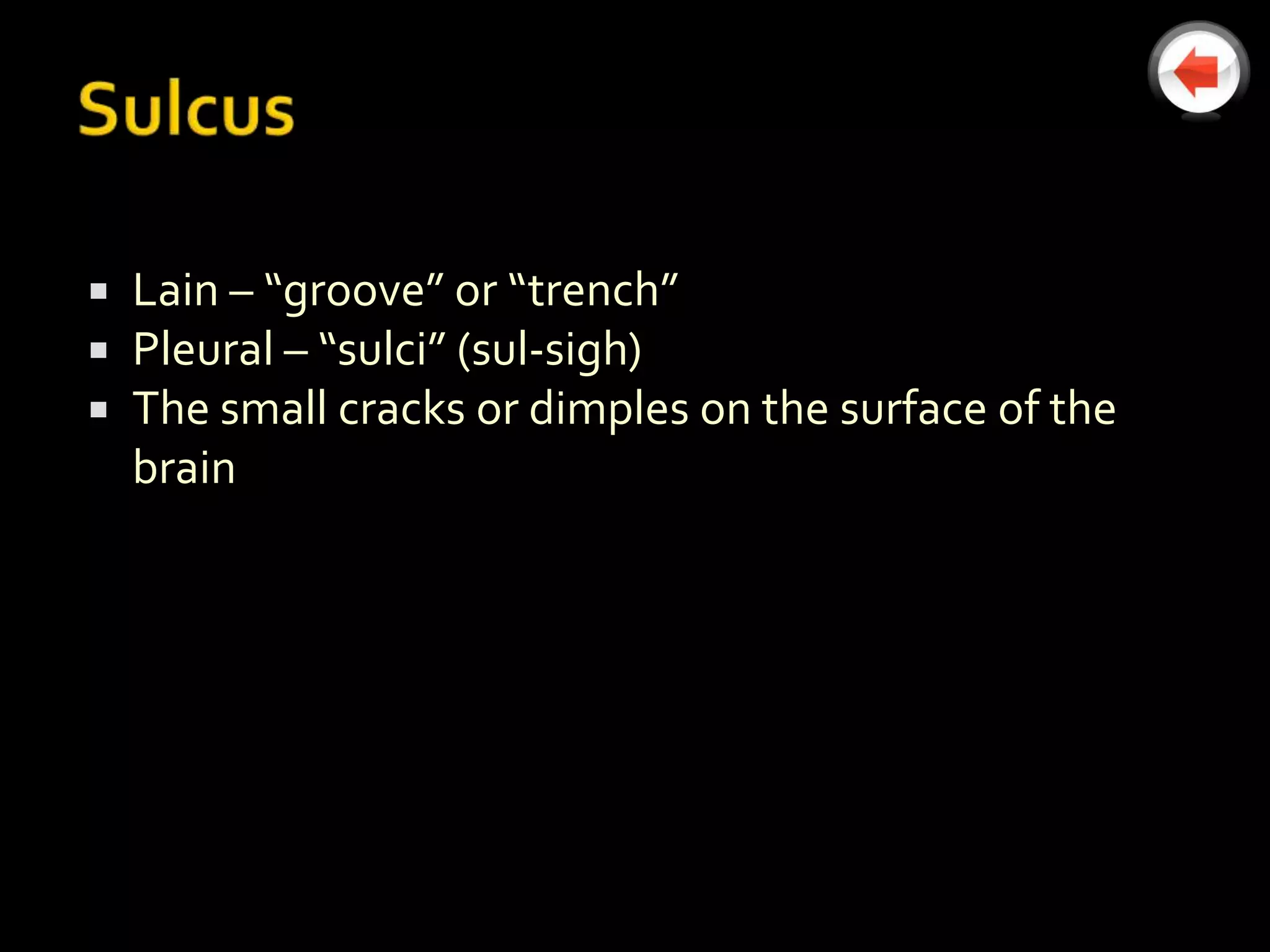    Lain – “groove” or “trench”
   Pleural – “sulci” (sul-sigh)
   The small cracks or dimples on the surface of the
    brain
 