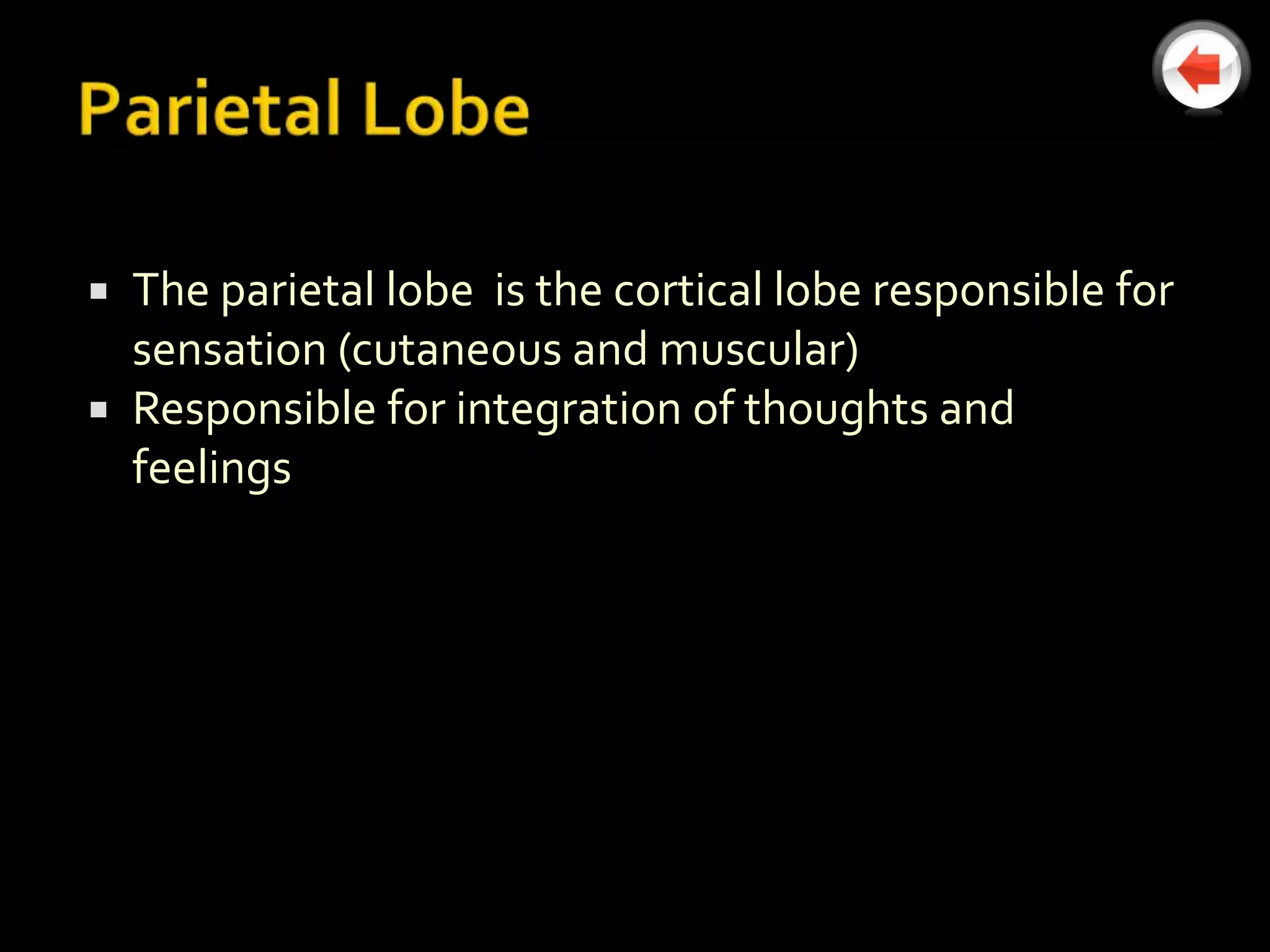  The parietal lobe is the cortical lobe responsible for
  sensation (cutaneous and muscular)
 Responsible for integration of thoughts and
  feelings
 