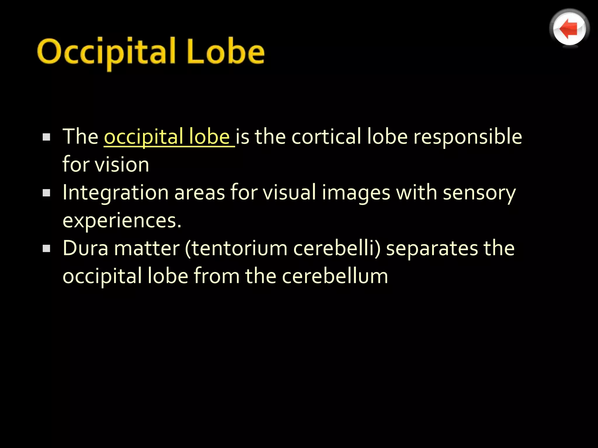  The occipital lobe is the cortical lobe responsible
  for vision
 Integration areas for visual images with sensory
  experiences.
 Dura matter (tentorium cerebelli) separates the
  occipital lobe from the cerebellum
 