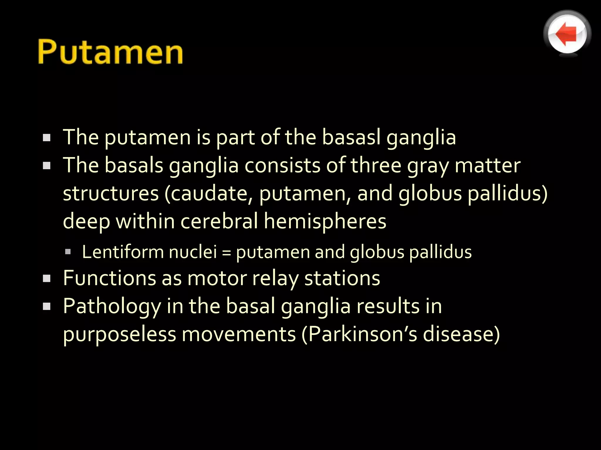    The putamen is part of the basasl ganglia
   The basals ganglia consists of three gray matter
    structures (caudate, putamen, and globus pallidus)
    deep within cerebral hemispheres
     Lentiform nuclei = putamen and globus pallidus
   Functions as motor relay stations
   Pathology in the basal ganglia results in
    purposeless movements (Parkinson’s disease)
 