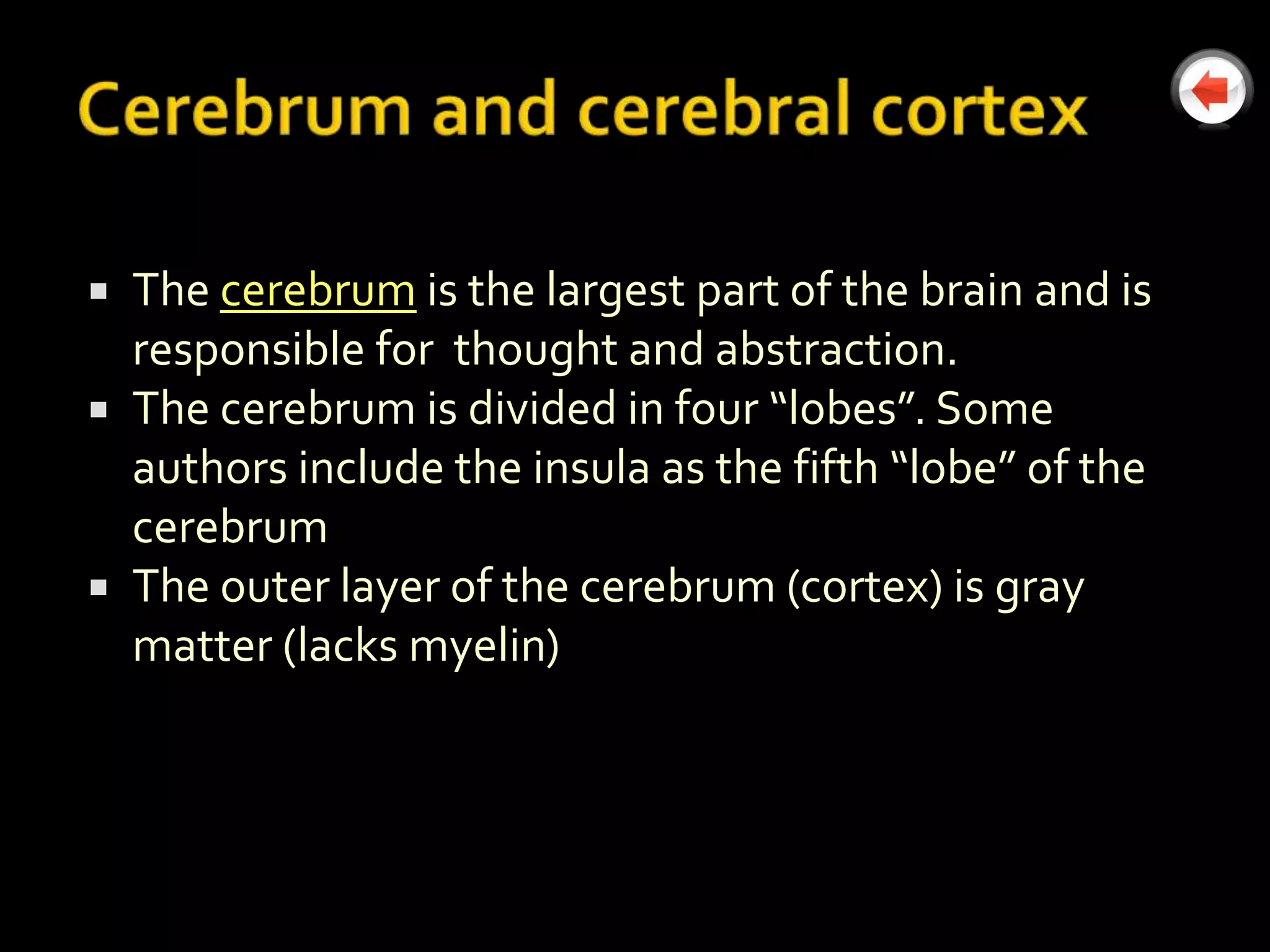  The cerebrum is the largest part of the brain and is
  responsible for thought and abstraction.
 The cerebrum is divided in four “lobes”. Some
  authors include the insula as the fifth “lobe” of the
  cerebrum
 The outer layer of the cerebrum (cortex) is gray
  matter (lacks myelin)
 