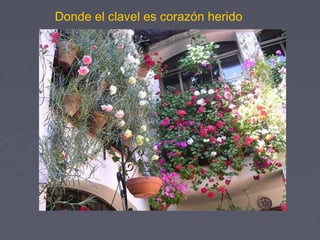 Donde el clavel es corazón herido 
 