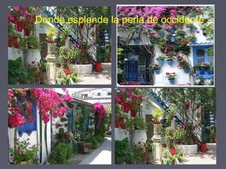 Donde esplende la perla de occidente 
 