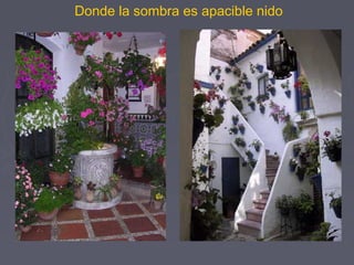 Donde la sombra es apacible nido 
 