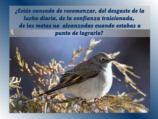 ¿Estás cansado de recomenzar, del desgaste de la
lucha diaria, de la confianza traicionada,
de las metas no alcanzadas cuando estabas a
punto de lograrlo?
 