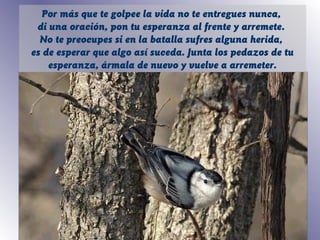 Por más que te golpee la vida no te entregues nunca,
di una oración, pon tu esperanza al frente y arremete.
No te preocupes si en la batalla sufres alguna herida,
es de esperar que algo así suceda. Junta los pedazos de tu
esperanza, ármala de nuevo y vuelve a arremeter.
 