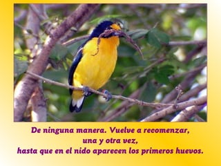 De ninguna manera. Vuelve a recomenzar,
una y otra vez,
hasta que en el nido aparecen los primeros huevos.
 