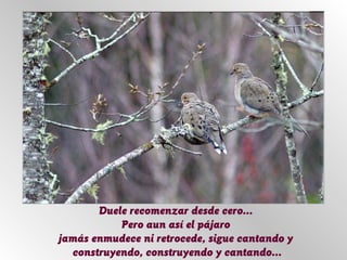Duele recomenzar desde cero...
Pero aun así el pájaro
jamás enmudece ni retrocede, sigue cantando y
construyendo, construyendo y cantando...
 
