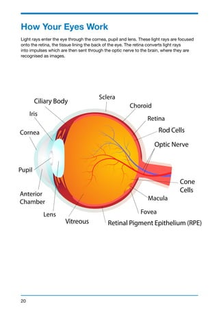 How Your Eyes Work 
Light rays enter the eye through the cornea, pupil and lens. These light rays are focused 
onto the retina, the tissue lining the back of the eye. The retina converts light rays 
into impulses which are then sent through the optic nerve to the brain, where they are 
recognised as images. 
20 
Optic Nerve 
Ciliary Body 
Vitreous 
Rod Cells 
Cone 
Cells 
Retinal Pigment Epithelium (RPE) 
 