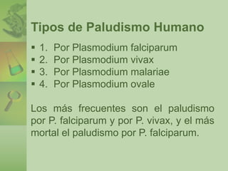 Tipos de Paludismo Humano 
 1. Por Plasmodium falciparum 
 2. Por Plasmodium vivax 
 3. Por Plasmodium malariae 
 4. Por Plasmodium ovale 
Los más frecuentes son el paludismo 
por P. falciparum y por P. vivax, y el más 
mortal el paludismo por P. falciparum. 
 