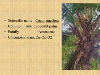 NA-2020-055 GPBR 311 COCONUT.pptx