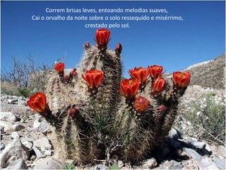 Correm brisas leves, entoando melodias suaves,
Cai o orvalho da noite sobre o solo ressequido e misérrimo,
crestado pelo sol.
 