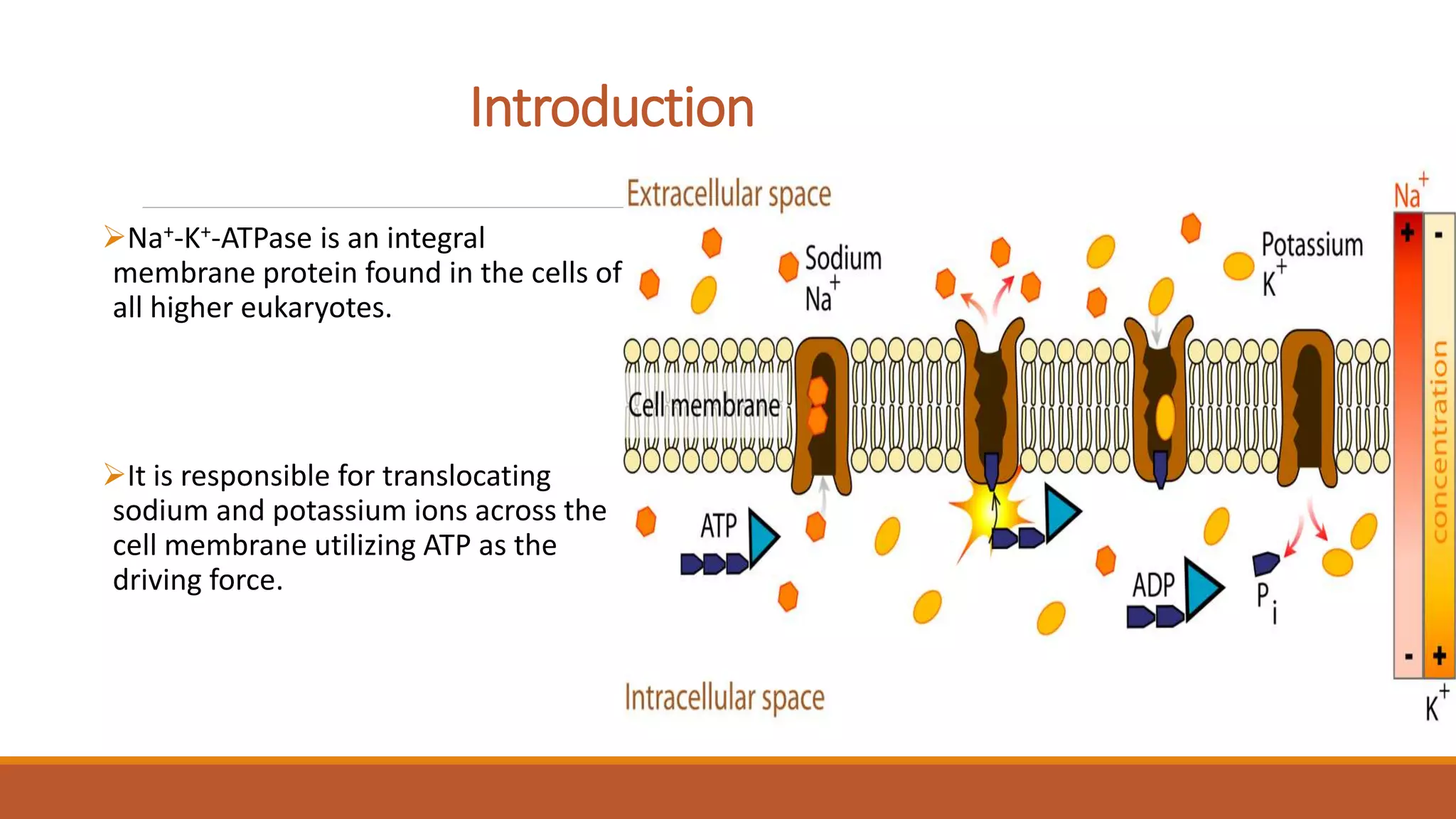 Sodium - Potassium Pump | PPTX, image size:2048x1152