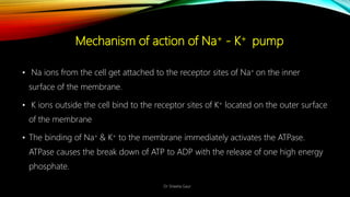 Na k pump | PPTX